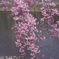 田川の枝垂桜