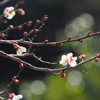 SAMYANG(サムヤン)のレンズ 85mm T1.5 VDSLR AS IF UMC II [マイクロ