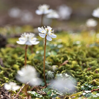 春の花の写真 画像 写真集 写真共有サイト Photohito