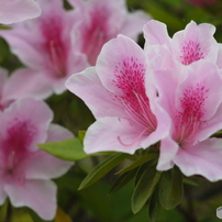CANON(キヤノン)のレンズ FD85mm F1.8 S.S.C. で撮影した写真(画像