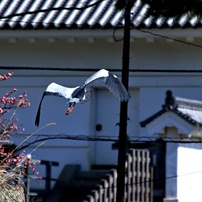 城のお堀の水鳥達：アオサギ③
