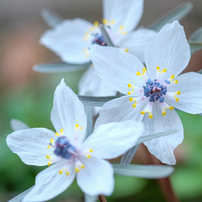 野と山の花