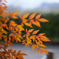 早春萌え