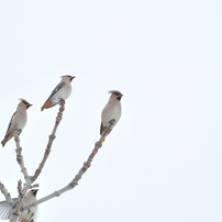 Wild Birds ８