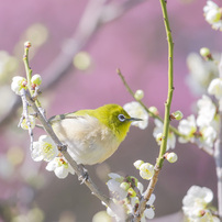 メジロの写真 画像 写真集 写真共有サイト Photohito