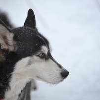 犬ぞり