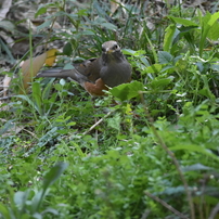 西南の杜の野鳥たち2