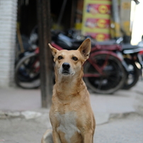 Street dogs in India