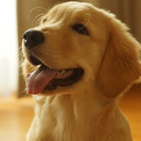 Golden Retriever　生後４ヵ月