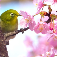 Panasonic パナソニック のレンズ Lumix G Vario 100 300mm F4 0 5 6 Ii Power O I S H Fsa で撮影した写真 画像 一覧 写真共有サイト Photohito