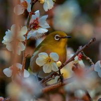 CANON(キヤノン)のデジタル一眼EOS 70D で撮影した写真(画像)一覧(100