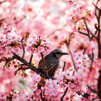 桜の園の世捨て鳥