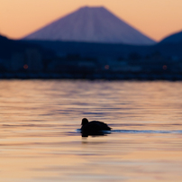 SIGMA(シグマ)のレンズ APO 300mm F2.8 EX DG/HSM (ｷﾔﾉﾝ AF) で
