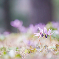 カタクリの写真 画像 写真集 写真共有サイト Photohito