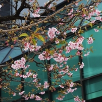 今年のさくらも良い桜　１４