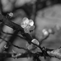 写真句：梅の香１：B&W