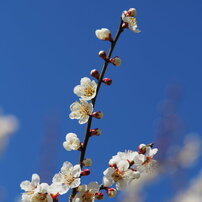 SAMYANG(サムヤン)のレンズ 85mm T1.5 VDSLR AS IF UMC II [マイクロ