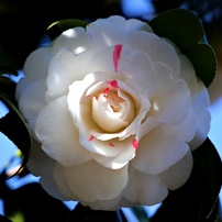 花・果実－9：庭園・公園・野山