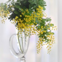 ミモザの写真(画像)・写真集 - 写真共有サイト:PHOTOHITO