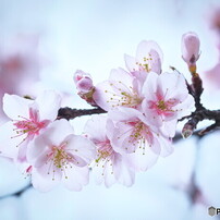 桜の写真 画像 写真集 写真共有サイト Photohito