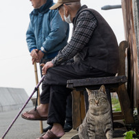 島のおじいちゃん。島のネコさん。
