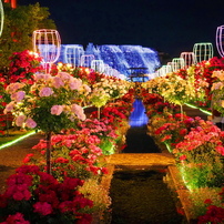 夜の薔薇園