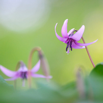 春の花の写真 画像 写真集 写真共有サイト Photohito