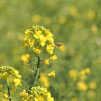 菜の花畑