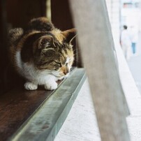 猫集め