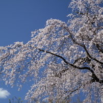 桜、華やかな季節、