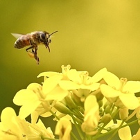 ミツバチの写真 画像 写真集 写真共有サイト Photohito