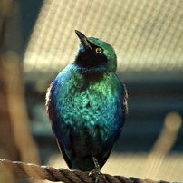 動物園の鳥たちー13