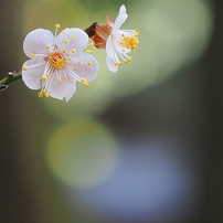 梅の写真 画像 写真集 写真共有サイト Photohito