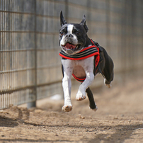 ボストン テリア ペットの情報 価格 Com