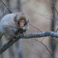 SIGMA(シグマ)のレンズ APO 120-300mm F2.8 EX DG OS HSM