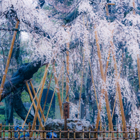 TAMRON(タムロン)のレンズ AF 28-200mm F/3.8-5.6 LD ASPHERICAL[IF