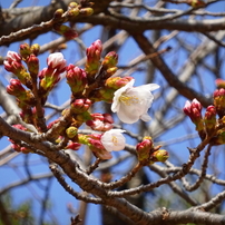 川越市郊外にて2021年3月19日