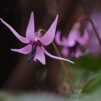 KENKO(ケンコー)のレンズ ケンコーミラーレンズ 400mm F8 フード付