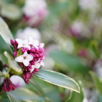 KYOCERA(京セラ)のレンズ Carl Zeiss Makro-Planar T* 60mm F2.8 (AE