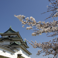 天守閣　桜