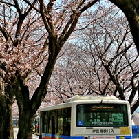 桜咲くー２