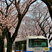 桜前線真っただ中④