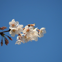 大師公園の桜