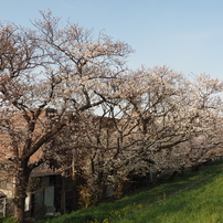 多摩川河川敷（川崎側）