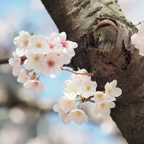 仙台堀川周辺の桜