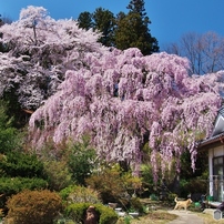 穏やかな春の日に・・・