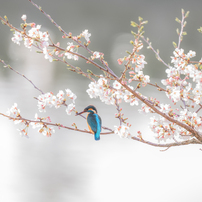 花鳥風月