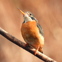 出逢った鳥たち