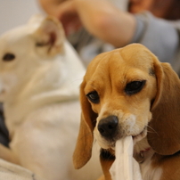 犬のお部屋