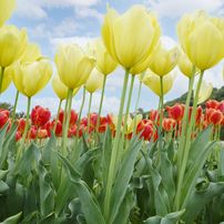 Fujifilm 富士フイルム のレンズ フジノンレンズ Xf23mmf1 4 R で撮影した写真 画像 一覧 写真共有サイト Photohito